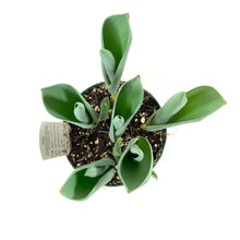 Load image into Gallery viewer, Tulip, 6in, Bright Sightl Planted Bulb - Floral Acres Greenhouse & Garden Centre