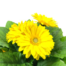 Load image into Gallery viewer, Gerbera Daisy, 4in, with Pot Cover - Floral Acres Greenhouse & Garden Centre