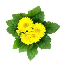 Load image into Gallery viewer, Gerbera Daisy, 4in, with Pot Cover - Floral Acres Greenhouse & Garden Centre