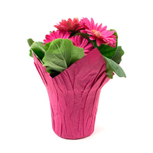 Load image into Gallery viewer, Gerbera Daisy, 4in, with Pot Cover - Floral Acres Greenhouse & Garden Centre