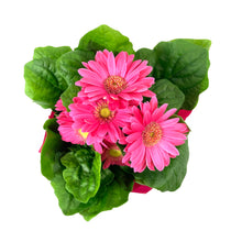 Load image into Gallery viewer, Gerbera Daisy, 4in, with Pot Cover - Floral Acres Greenhouse & Garden Centre