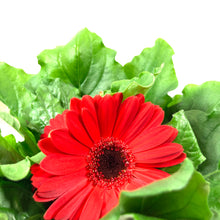 Load image into Gallery viewer, Gerbera Daisy, 4in, with Pot Cover - Floral Acres Greenhouse & Garden Centre