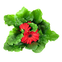 Load image into Gallery viewer, Gerbera Daisy, 4in, with Pot Cover - Floral Acres Greenhouse & Garden Centre