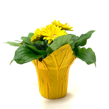 Load image into Gallery viewer, Gerbera Daisy, 4in, with Pot Cover - Floral Acres Greenhouse & Garden Centre