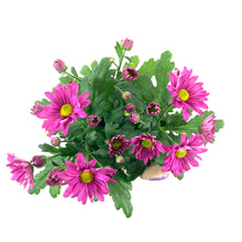 Load image into Gallery viewer, Pot Mum, 4in, Burlap Bunny Ears/Tail, Assorted - Floral Acres Greenhouse & Garden Centre
