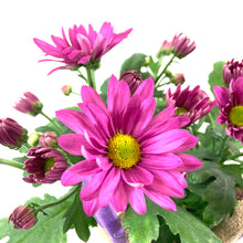 Load image into Gallery viewer, Pot Mum, 4in, Burlap Bunny Ears/Tail, Assorted - Floral Acres Greenhouse & Garden Centre
