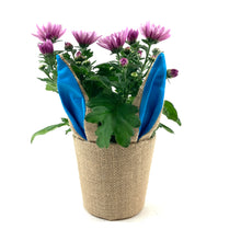 Load image into Gallery viewer, Pot Mum, 4in, Burlap Bunny Ears/Tail, Assorted - Floral Acres Greenhouse & Garden Centre