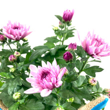 Load image into Gallery viewer, Pot Mum, 4in, Burlap Bunny Ears/Tail, Assorted - Floral Acres Greenhouse & Garden Centre