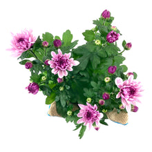 Load image into Gallery viewer, Pot Mum, 4in, Burlap Bunny Ears/Tail, Assorted - Floral Acres Greenhouse & Garden Centre
