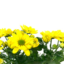 Load image into Gallery viewer, Pot Mum, 4in, Burlap Bunny Ears/Tail, Assorted - Floral Acres Greenhouse & Garden Centre
