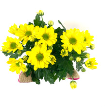 Load image into Gallery viewer, Pot Mum, 4in, Burlap Bunny Ears/Tail, Assorted - Floral Acres Greenhouse & Garden Centre