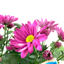 Load image into Gallery viewer, Pot Mum, 4in, Burlap Bunny Ears/Tail, Assorted - Floral Acres Greenhouse & Garden Centre
