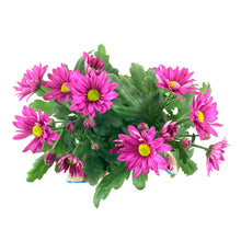 Load image into Gallery viewer, Pot Mum, 4in, Burlap Bunny Ears/Tail, Assorted - Floral Acres Greenhouse & Garden Centre