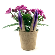 Load image into Gallery viewer, Pot Mum, 4in, Burlap Bunny Ears/Tail, Assorted - Floral Acres Greenhouse & Garden Centre