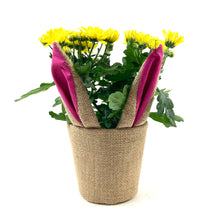Load image into Gallery viewer, Pot Mum, 4in, Burlap Bunny Ears/Tail, Assorted - Floral Acres Greenhouse & Garden Centre