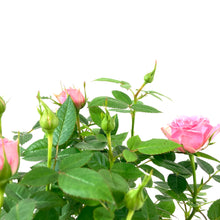 Load image into Gallery viewer, Easter Planter, 4in Bunny Box - Floral Acres Greenhouse & Garden Centre