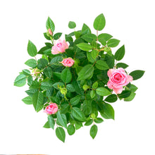 Load image into Gallery viewer, Easter Planter, 4in Bunny Box - Floral Acres Greenhouse & Garden Centre