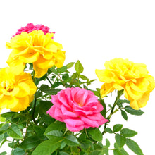Load image into Gallery viewer, Easter Planter, 4in Bunny Box - Floral Acres Greenhouse & Garden Centre