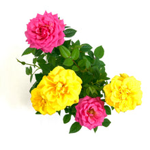 Load image into Gallery viewer, Easter Planter, 4in Bunny Box - Floral Acres Greenhouse & Garden Centre