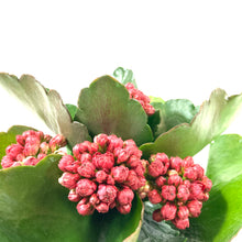 Load image into Gallery viewer, Easter Planter, 4in Bunny Box - Floral Acres Greenhouse & Garden Centre