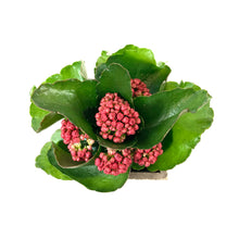 Load image into Gallery viewer, Easter Planter, 4in Bunny Box - Floral Acres Greenhouse & Garden Centre