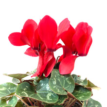 Load image into Gallery viewer, Easter Planter, 4in Bunny Box - Floral Acres Greenhouse & Garden Centre