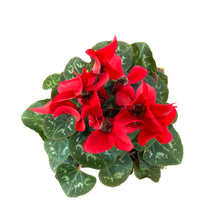 Load image into Gallery viewer, Easter Planter, 4in Bunny Box - Floral Acres Greenhouse & Garden Centre