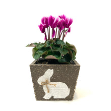 Load image into Gallery viewer, Easter Planter, 4in Bunny Box - Floral Acres Greenhouse & Garden Centre