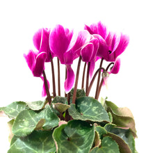 Load image into Gallery viewer, Easter Planter, 4in Bunny Box - Floral Acres Greenhouse & Garden Centre