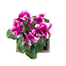 Load image into Gallery viewer, Easter Planter, 4in Bunny Box - Floral Acres Greenhouse & Garden Centre