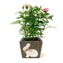 Load image into Gallery viewer, Easter Planter, 4in Bunny Box - Floral Acres Greenhouse & Garden Centre