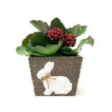 Load image into Gallery viewer, Easter Planter, 4in Bunny Box - Floral Acres Greenhouse & Garden Centre