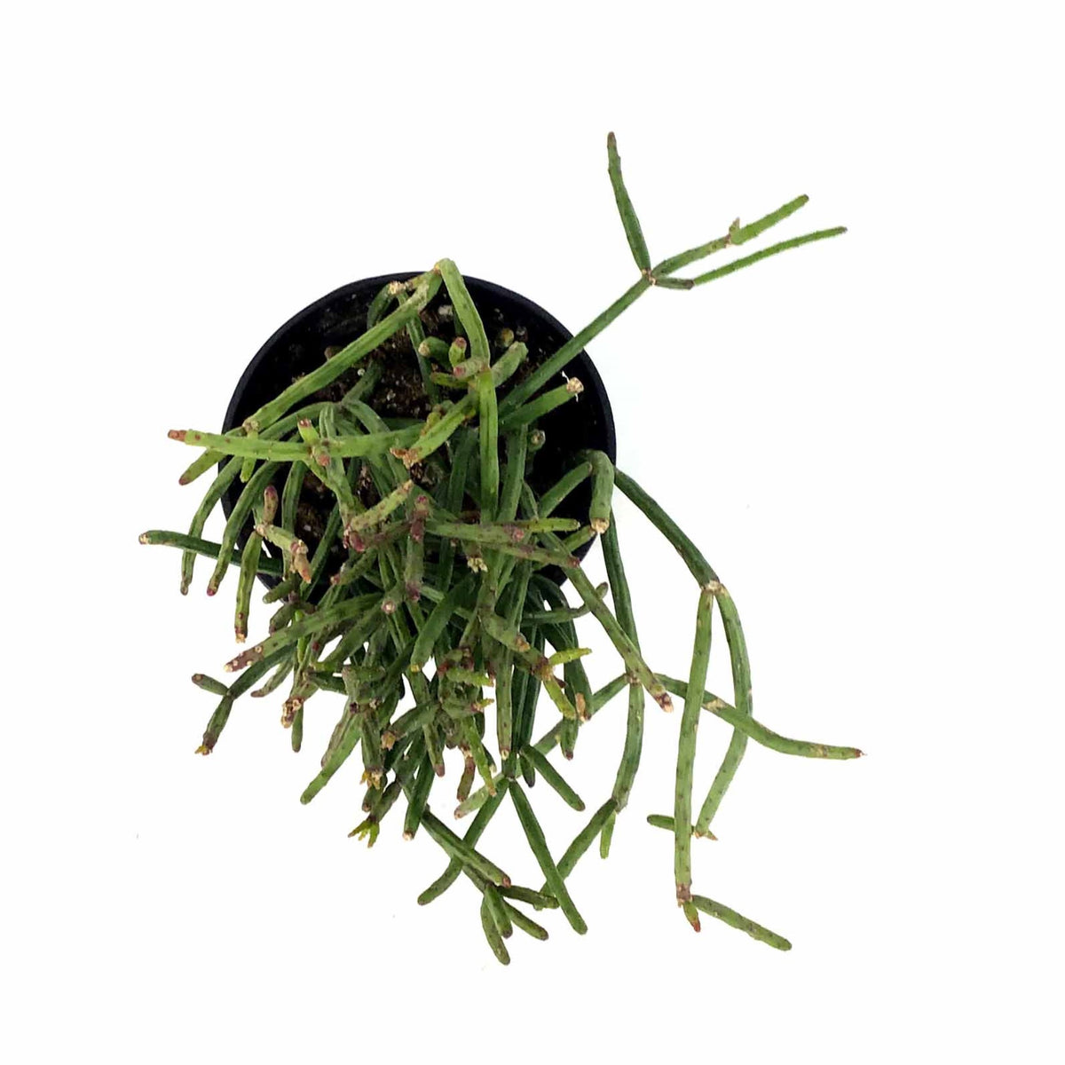 Cactus, 9cm, Rhipsalis Grandiflora - Floral Acres Greenhouse & Garden Centre