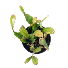 Load image into Gallery viewer, Cactus, 9cm, Rhipsalis Rhombea - Floral Acres Greenhouse & Garden Centre