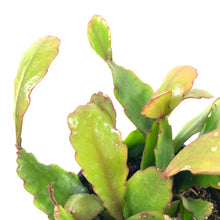 Load image into Gallery viewer, Cactus, 9cm, Rhipsalis Rhombea - Floral Acres Greenhouse & Garden Centre