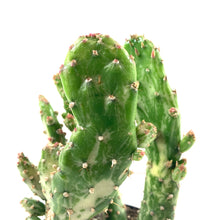Load image into Gallery viewer, Cactus, 9cm, Opuntia 'Variegated Joseph's Coat' - Floral Acres Greenhouse & Garden Centre