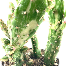Load image into Gallery viewer, Cactus, 9cm, Opuntia 'Variegated Joseph's Coat' - Floral Acres Greenhouse & Garden Centre