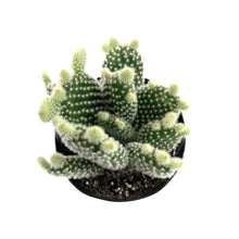 Load image into Gallery viewer, Cactus, 9cm, O. microdasys albata 'Angel Wings' - Floral Acres Greenhouse & Garden Centre