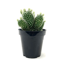 Load image into Gallery viewer, Cactus, 9cm, O. microdasys albata 'Angel Wings' - Floral Acres Greenhouse & Garden Centre