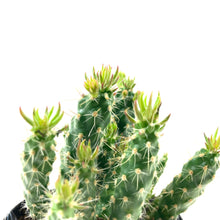 Load image into Gallery viewer, Cactus, 9cm, Cylindropuntia 'Mini Cholla' - Floral Acres Greenhouse & Garden Centre