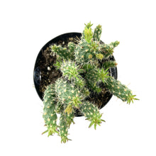 Load image into Gallery viewer, Cactus, 9cm, Cylindropuntia 'Mini Cholla' - Floral Acres Greenhouse & Garden Centre