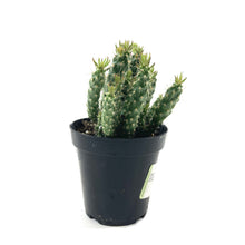 Load image into Gallery viewer, Cactus, 9cm, Cylindropuntia 'Mini Cholla' - Floral Acres Greenhouse & Garden Centre