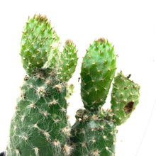 Load image into Gallery viewer, Cactus, 9cm, Opuntia Prickly Pear 'Snow' - Floral Acres Greenhouse & Garden Centre