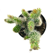 Load image into Gallery viewer, Cactus, 9cm, Opuntia Prickly Pear 'Snow' - Floral Acres Greenhouse & Garden Centre