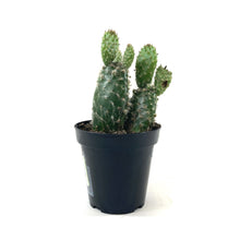 Load image into Gallery viewer, Cactus, 9cm, Opuntia Prickly Pear 'Snow' - Floral Acres Greenhouse & Garden Centre