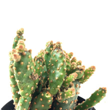 Load image into Gallery viewer, Cactus, 9cm, Opuntia Rufida Minima Montrose - Floral Acres Greenhouse & Garden Centre