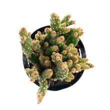 Load image into Gallery viewer, Cactus, 9cm, Opuntia Rufida Minima Montrose - Floral Acres Greenhouse & Garden Centre