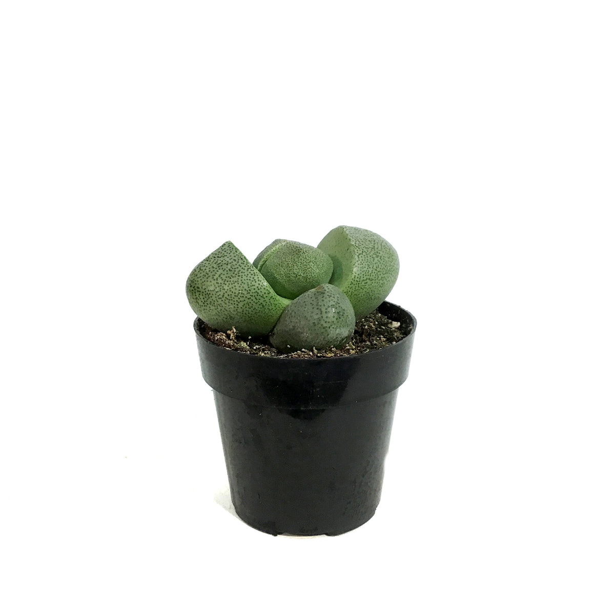 Succulent, 2in, Split Rocks