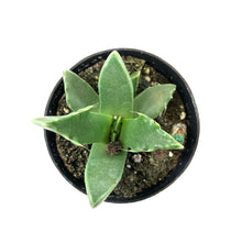 Load image into Gallery viewer, Succulent, 2in, Tiger Jaws - Floral Acres Greenhouse & Garden Centre