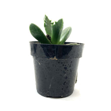Load image into Gallery viewer, Succulent, 2in, Tiger Jaws - Floral Acres Greenhouse & Garden Centre